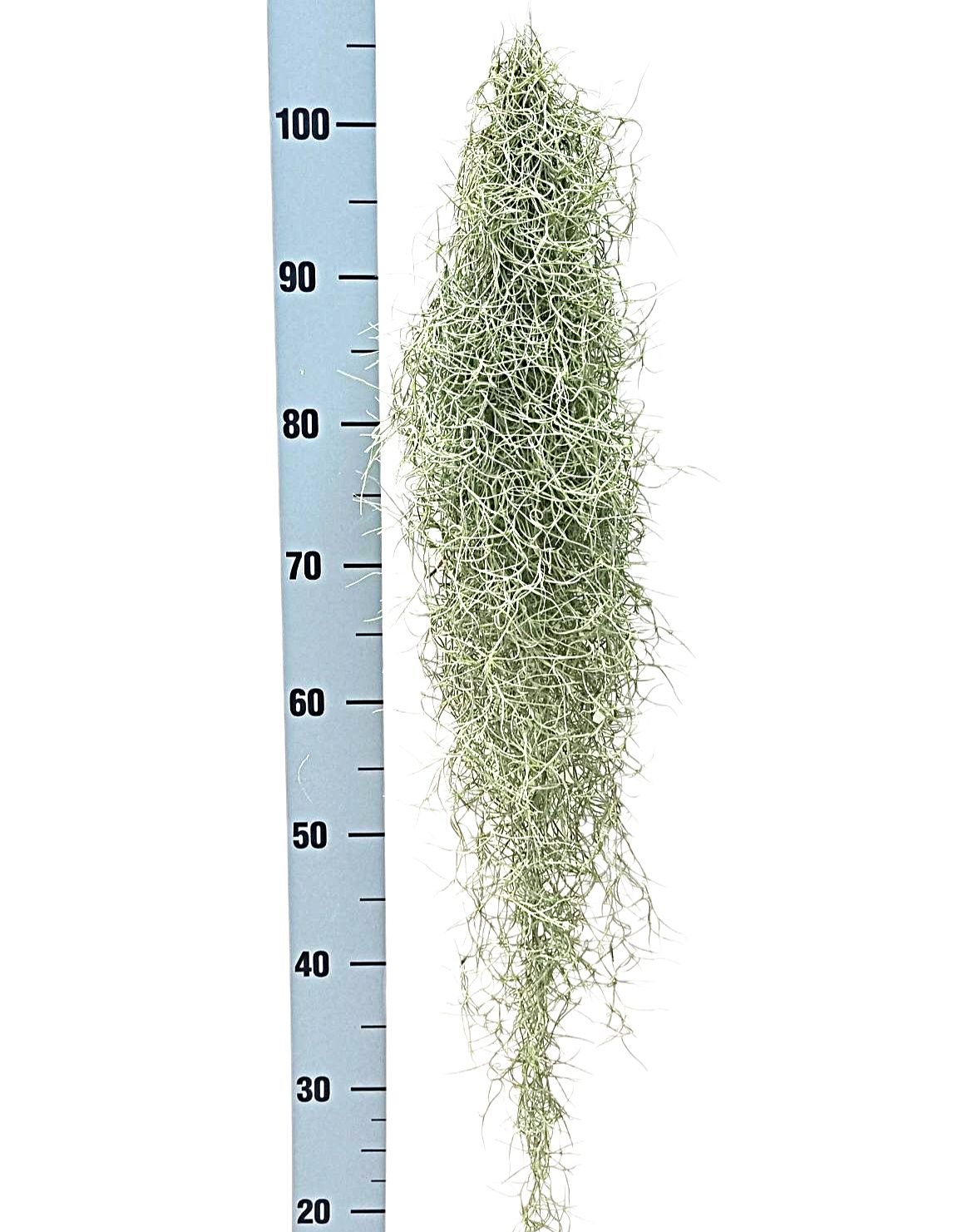Горшечные цветы и растения оптом Till Usneoides от 8шт (для телеги) из Голландии с доставкой по России