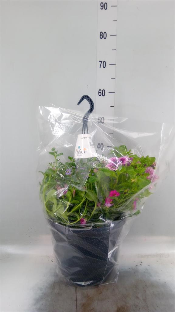 Горшечные цветы и растения оптом Hanging Baskets от 1шт из Голландии с доставкой по России