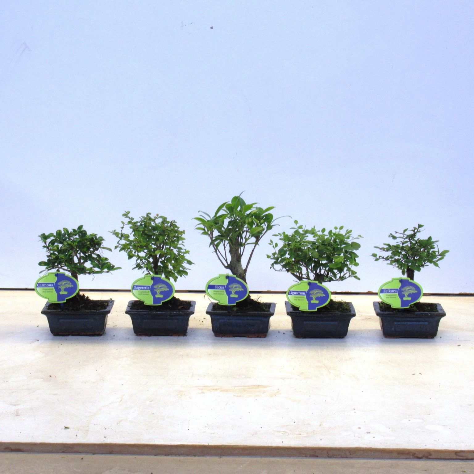 Горшечные цветы и растения оптом Bonsai Mix, Indoor, Without от 14шт из Голландии с доставкой по России