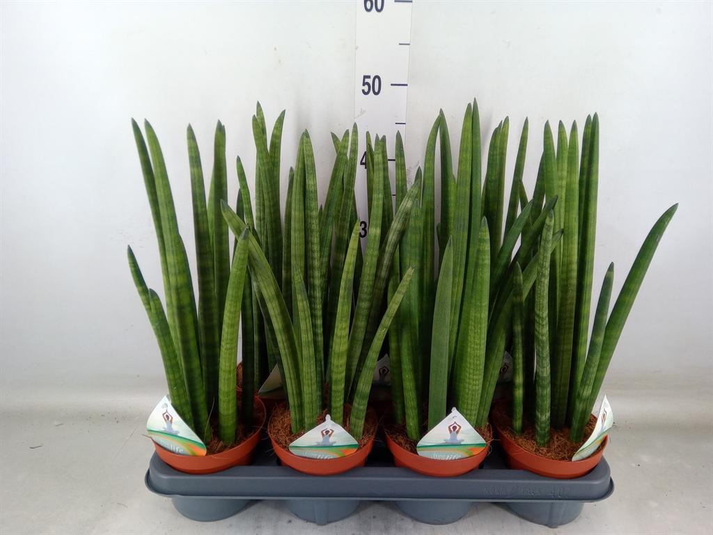 Горшечные цветы и растения оптом Sansevieria Cyl.  ... от 7шт из Голландии с доставкой по России