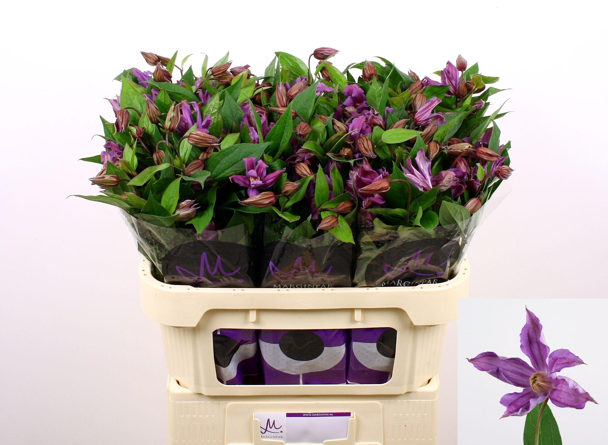 Срезанные цветы оптом Clematis amazing geneva от 80шт из Голландии с доставкой по России