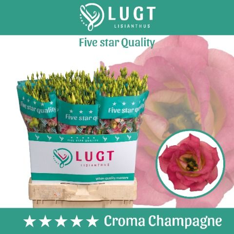 Срезанные цветы оптом Lisianthus do croma champagne от 140шт. из Голландии с доставкой по России