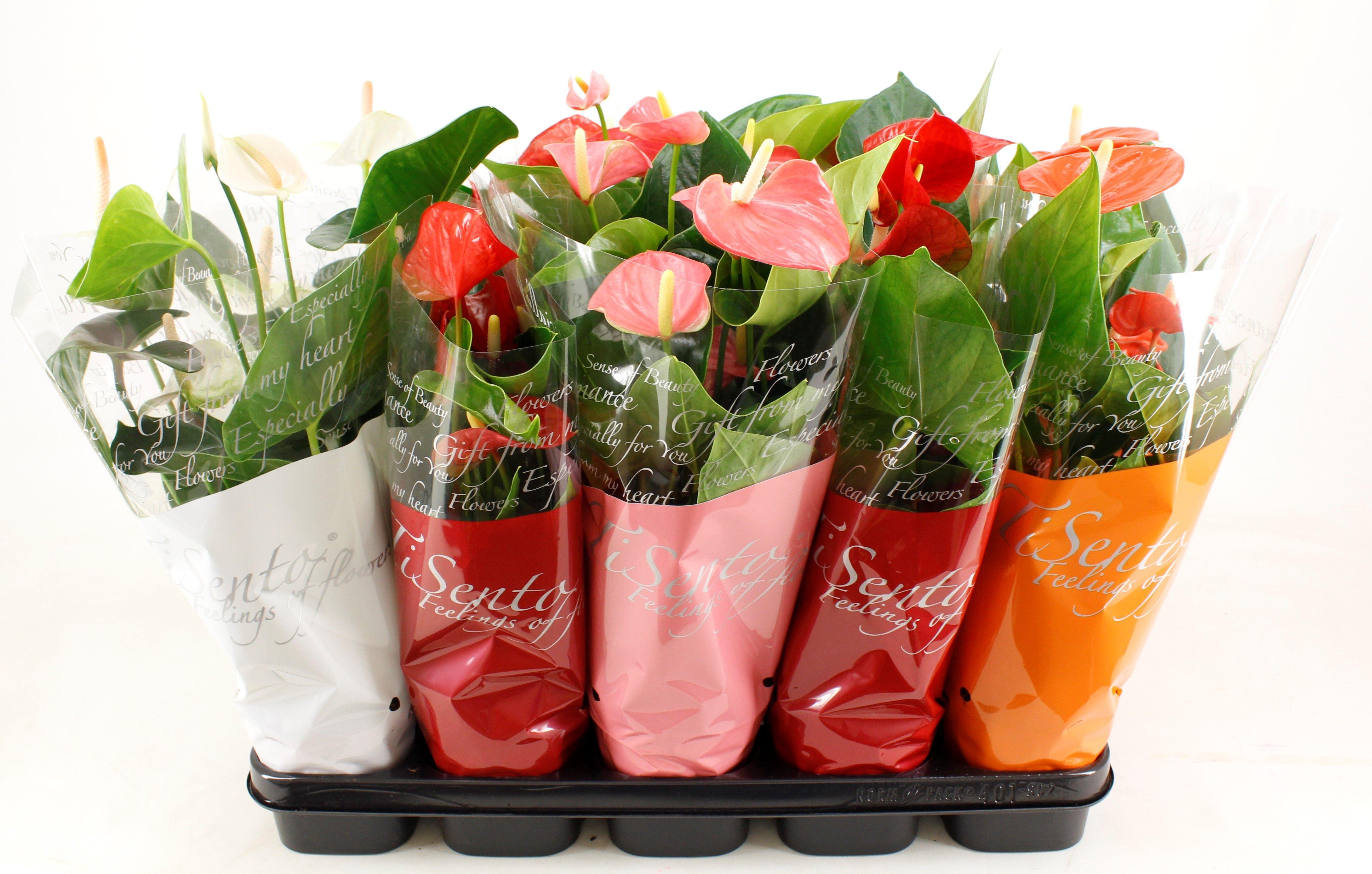 Горшечные цветы и растения оптом Anthu An Gem от 10шт из Голландии с доставкой по России