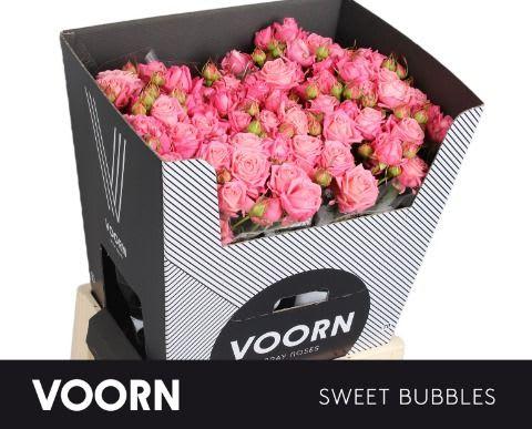 Срезанные цветы оптом Rosa spray sweet bubbles от 20шт из Голландии с доставкой по России