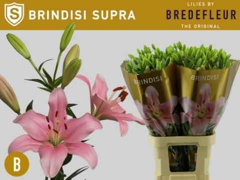 Срезанные цветы оптом Lilium la brindisi supra от 40шт из Голландии с доставкой по России