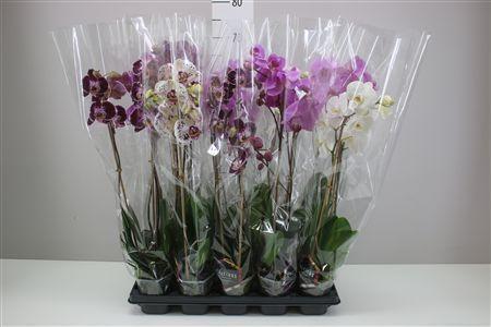 Горшечные цветы и растения оптом Phal Gemengd 2 Tak 12+ от 10шт из Голландии с доставкой по России