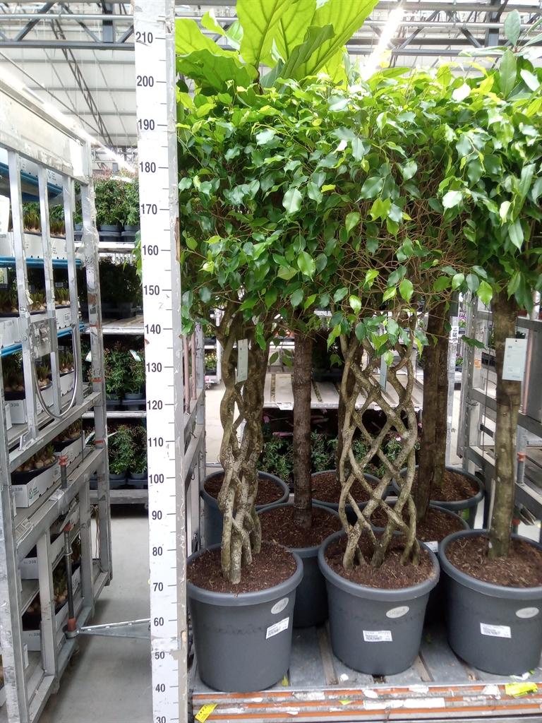 Горшечные цветы и растения оптом Ficus Benja.   ...special Shapes от 1шт из Голландии с доставкой по России