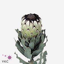 Срезанные цветы оптом Protea barbigera niobe от 15шт из Голландии с доставкой по России