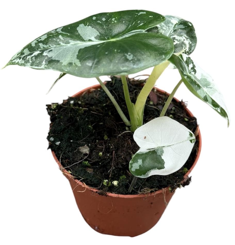 Горшечные цветы и растения оптом Alocasia Frydek Variegata от 1шт (для телеги) из Голландии с доставкой по России