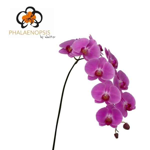 Срезанные цветы оптом Phalaenopsis happy valentina (per stem) от 5шт.. из Голландии с доставкой по России