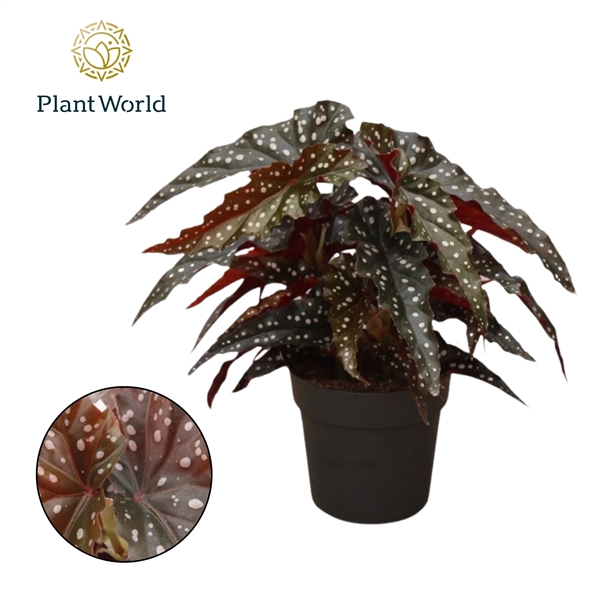 Горшечные цветы и растения оптом Begonia Maculata Black Forrest от 6шт (для телеги) из Голландии с доставкой по России
