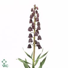 Срезанные цветы оптом Fritillaria persica от 25шт из Голландии с доставкой по России