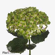 Срезанные цветы оптом Hydrangea royal amigo от 10шт из Голландии с доставкой по России