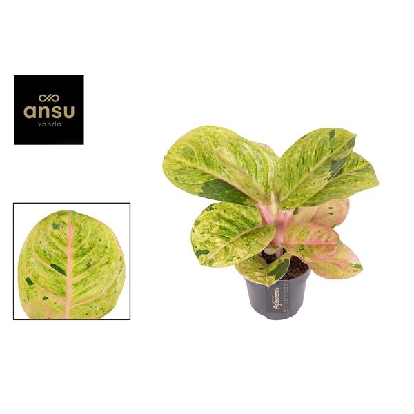 Горшечные цветы и растения оптом Aglaonema Apple Fantasy от 6шт из Голландии с доставкой по России