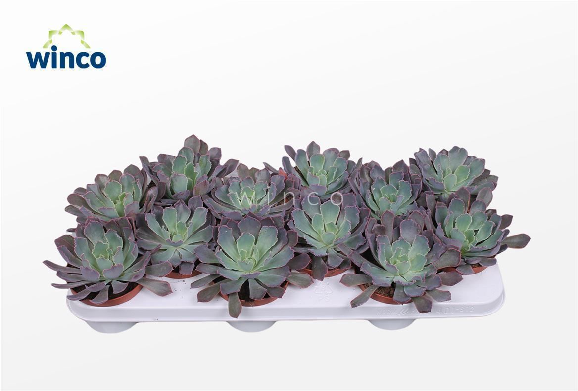 Горшечные цветы и растения оптом Echeveria Neonbreaker от 12шт из Голландии с доставкой по России