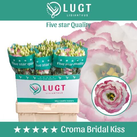 Срезанные цветы оптом Lisianthus do croma bridal kiss от 60шт из Голландии с доставкой по России