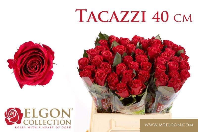 Срезанные цветы оптом Rosa large tacazzi+ от 500шт из Голландии с доставкой по России