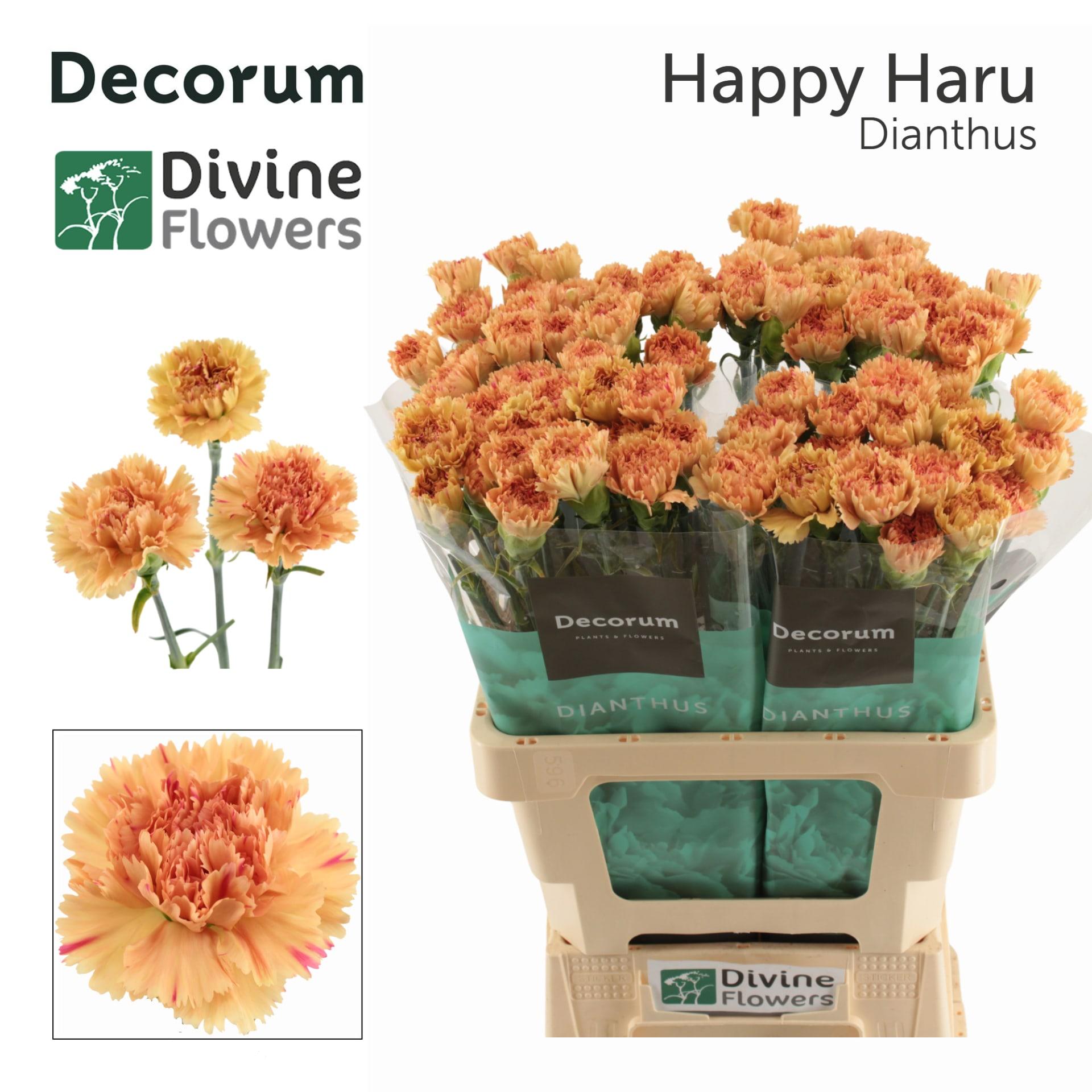 Срезанные цветы оптом Dianthus st happy haru от 80шт из Голландии с доставкой по России
