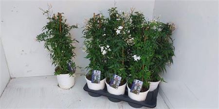 Горшечные цветы и растения оптом Jasm Polyanthum Wit 22+ P17 от 6шт из Голландии с доставкой по России