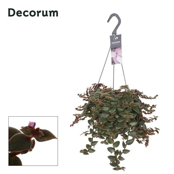 Горшечные цветы и растения оптом Tradescantia Brown Hill Hangpot (decorum) от 6шт из Голландии с доставкой по России