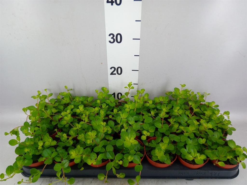 Горшечные цветы и растения оптом Peperomia Rotundifolia от 21шт (для телеги) из Голландии с доставкой по России