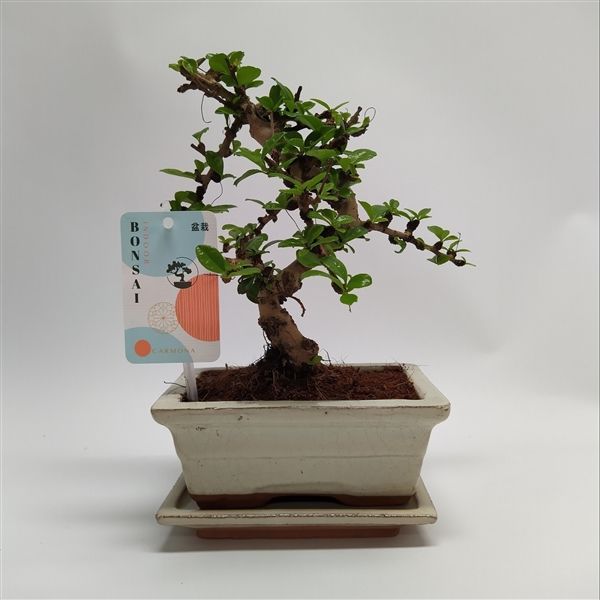 Горшечные цветы и растения оптом Bonsai Carmona S-shape Bonsai Traditional + Schot от 10шт из Голландии с доставкой по России