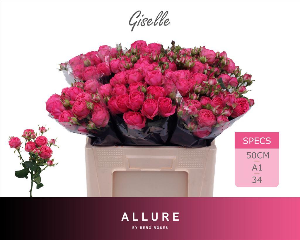 Срезанные цветы оптом Rosa spray giselle! от 40шт из Голландии с доставкой по России
