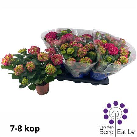 Горшечные цветы и растения оптом Hydr M Speedy Red 7-8+++ от 6шт из Голландии с доставкой по России