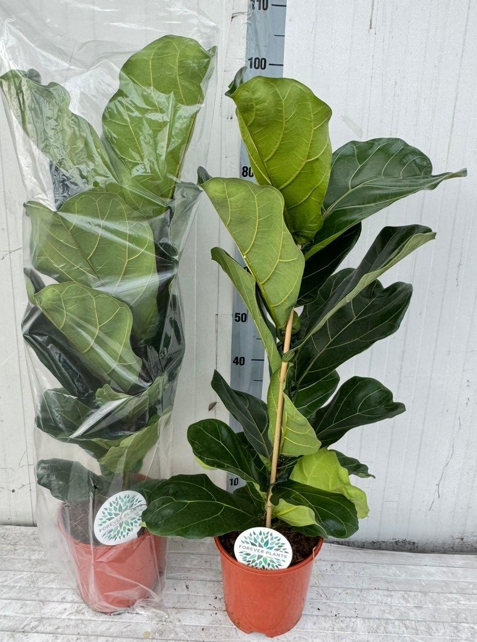 Горшечные цветы и растения оптом Ficus Lyrata от 1шт из Голландии с доставкой по России