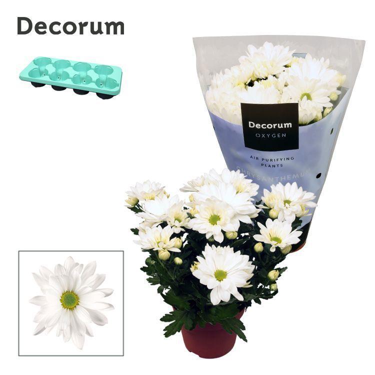 Горшечные цветы и растения оптом Chrys Margarita White (decorum) от 8шт из Голландии с доставкой по России