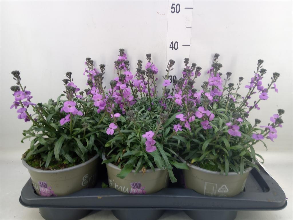 Горшечные цветы и растения оптом Erysimum Linifolium от 6шт из Голландии с доставкой по России