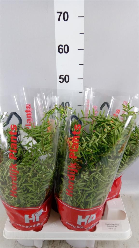 Горшечные цветы и растения оптом Aeschynanthus green Star от 4шт из Голландии с доставкой по России