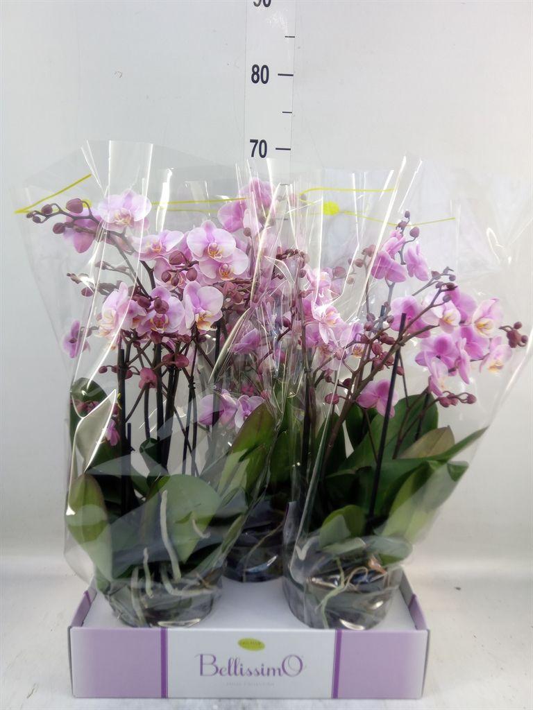 Горшечные цветы и растения оптом Phalaenopsis Multi.   ...rose от 3шт из Голландии с доставкой по России