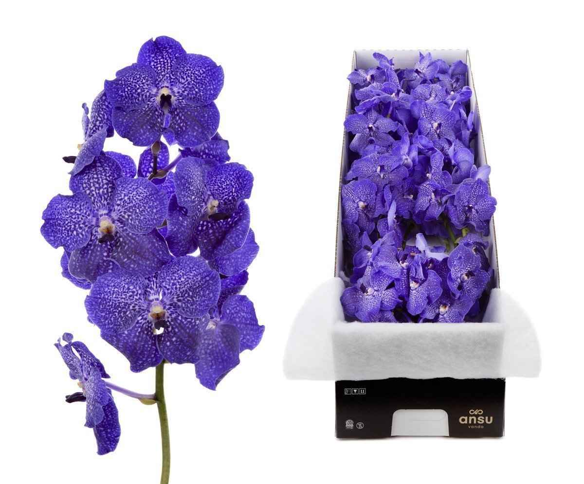 Срезанные цветы оптом Vanda midnight blue per stem от 16шт.. из Голландии с доставкой по России