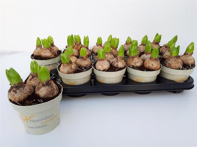 Горшечные цветы и растения оптом Hyacin White Pearl от 10шт' из Голландии с доставкой по России