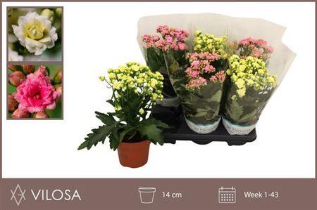 Горшечные цветы и растения оптом Kal Mix Xxxl от 6шт из Голландии с доставкой по России