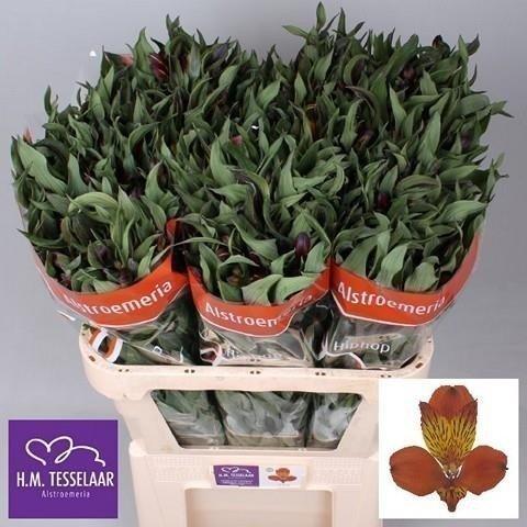 Срезанные цветы оптом Alstroemeria hiphop от 80шт из Голландии с доставкой по России
