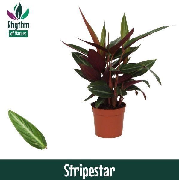 Горшечные цветы и растения оптом Calathea Stripestar Rhythm Of Nature от 10шт из Голландии с доставкой по России