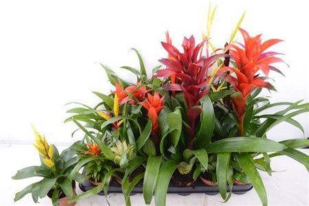 Горшечные цветы и растения оптом Bromelia Mix от 18шт из Голландии с доставкой по России