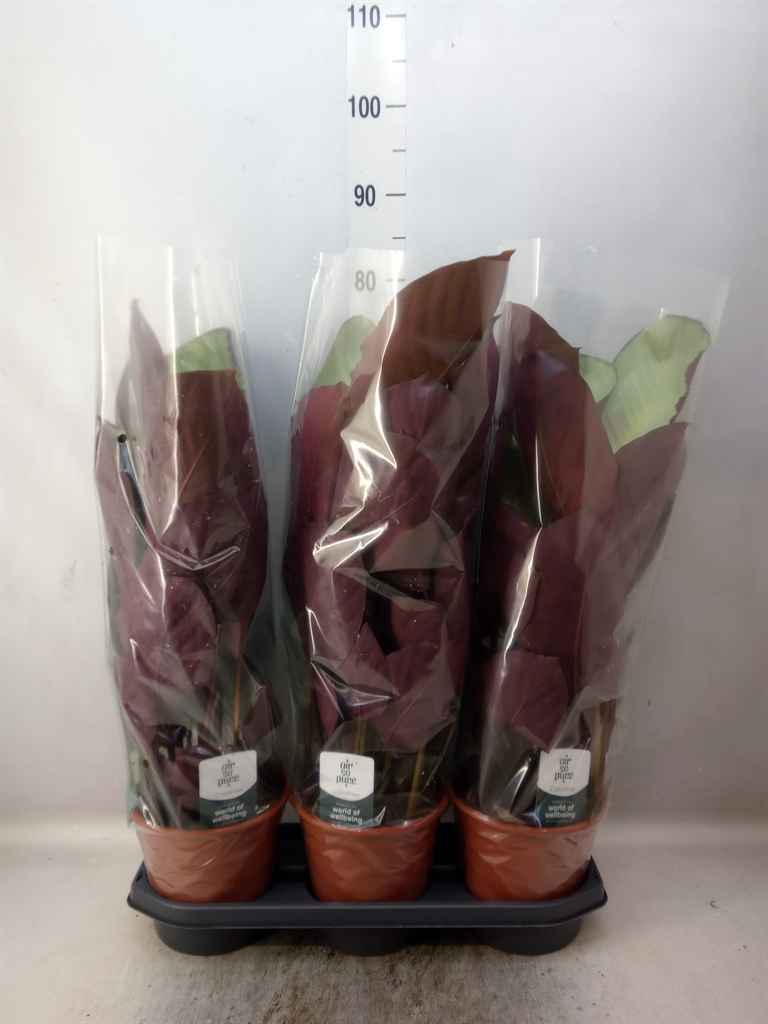 Горшечные цветы и растения оптом Calathea   ...mix от 3шт из Голландии с доставкой по России