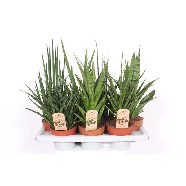 Горшечные цветы и растения оптом Sansevieria Luxe Mix от 4шт из Голландии с доставкой по России