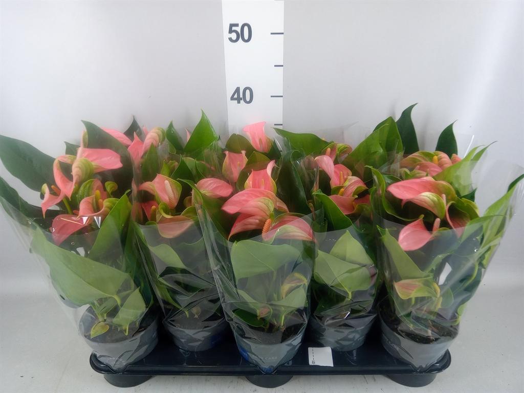 Горшечные цветы и растения оптом Anthurium Andr. joli A от 10шт из Голландии с доставкой по России