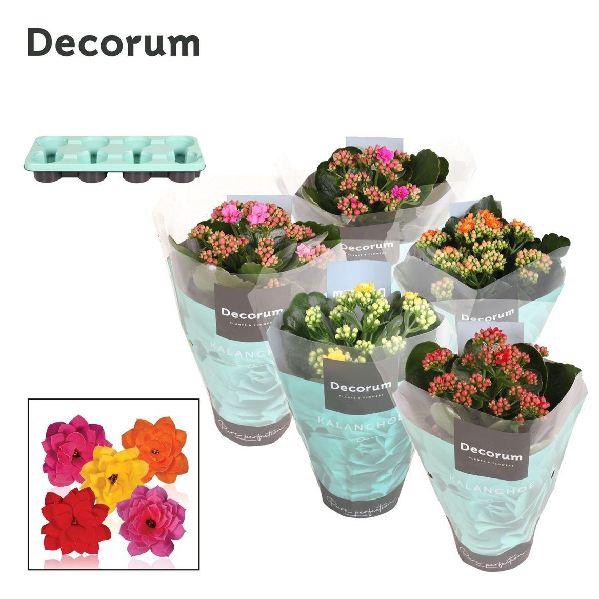 Горшечные цветы и растения оптом Kal Cal Mix (decorum) от 8шт из Голландии с доставкой по России