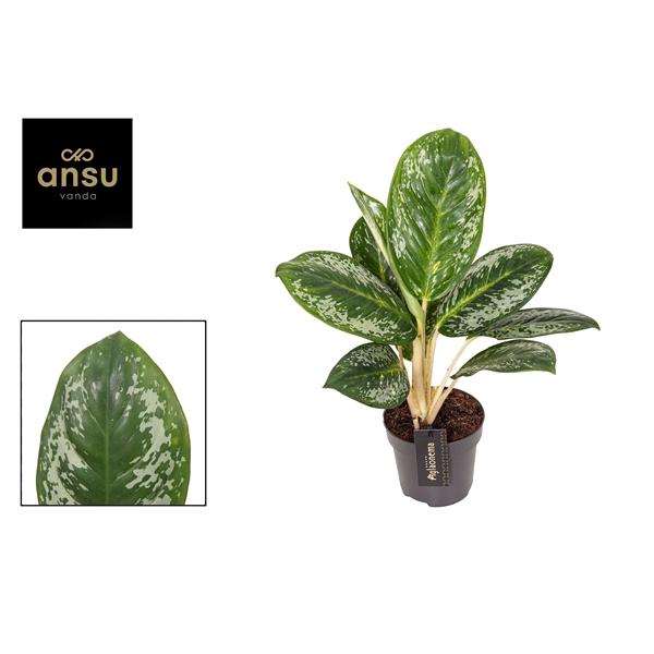 Горшечные цветы и растения оптом Aglaonema Onyx Green от 6шт из Голландии с доставкой по России