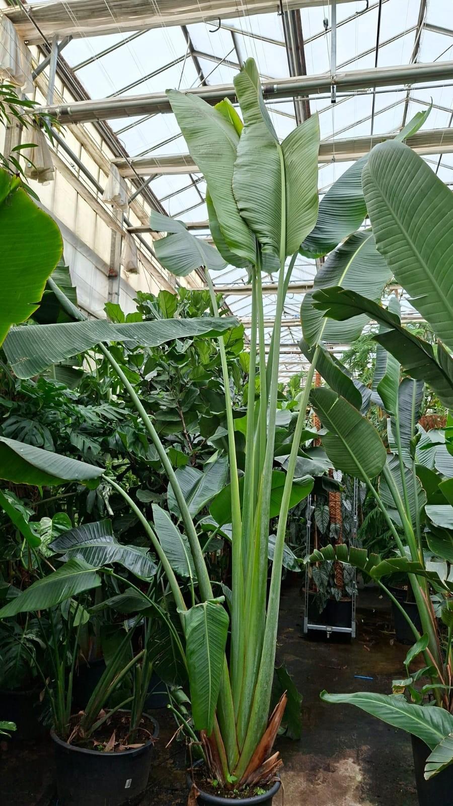 Горшечные цветы и растения оптом Ravenala Madagascariensis от 1шт из Голландии с доставкой по России