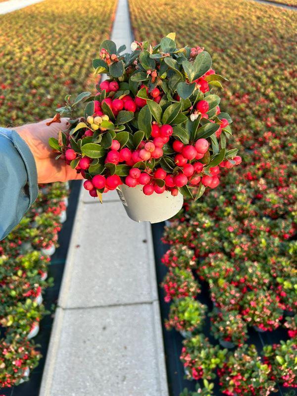 Горшечные цветы и растения оптом Gaultheria Pro. Speedy Baron от 8шт из Голландии с доставкой по России