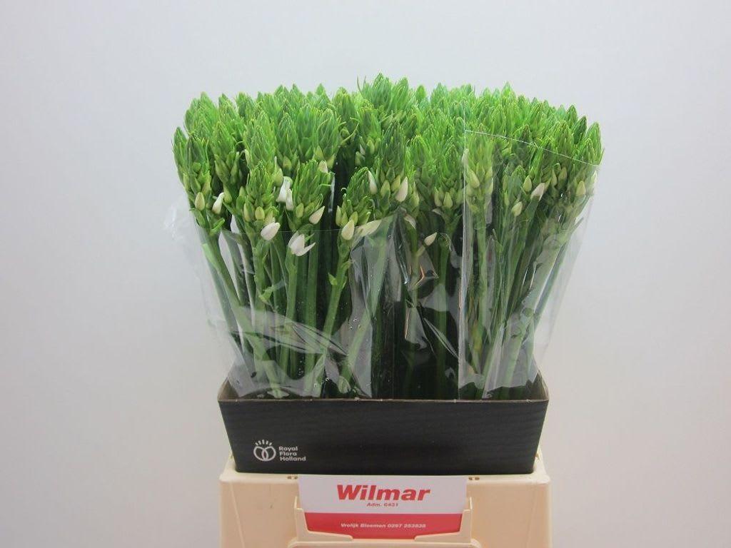 Срезанные цветы оптом Ornithogalum thyr thyrsoides от 200шт из Голландии с доставкой по России