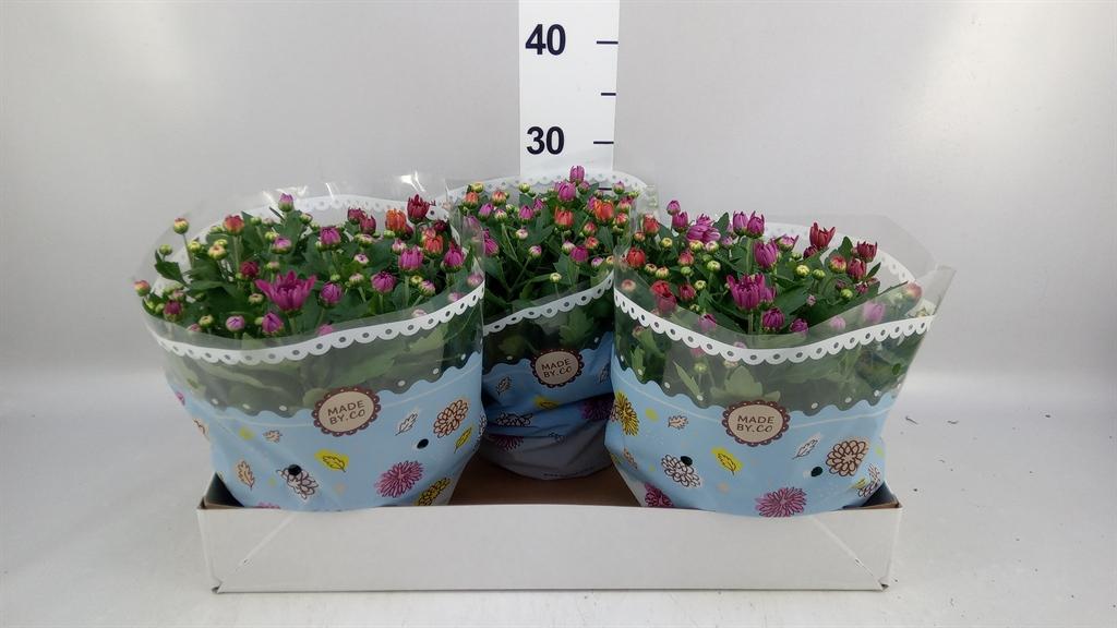 Горшечные цветы и растения оптом Chrysanthemum mnt Aubisq ..mx/p от 3шт из Голландии с доставкой по России