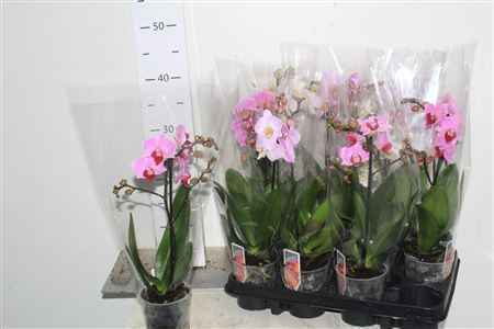 Горшечные цветы и растения оптом Phal Mf Gem 4 Kl 1 Branche 8+ от 12шт из Голландии с доставкой по России