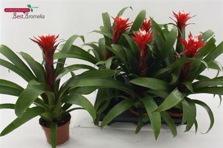 Горшечные цветы и растения оптом Guzm Hope от 6шт из Голландии с доставкой по России